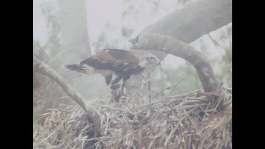 Chick in nest