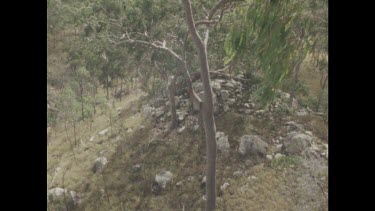 WS Eucalypt forest, tilt up tree to bird's nest