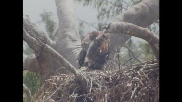 Chick in nest preening