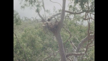 Chick in nest, parent flies past.