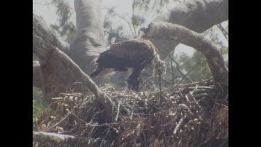 Adult and chick in nest together, adult flies off. Adult leaves food for chick.