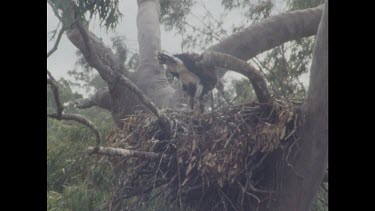 Chick defecates aiming outside nest so as not to dirty nest