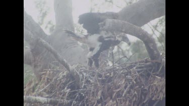 Chick in nest flapping wings, learning to fly