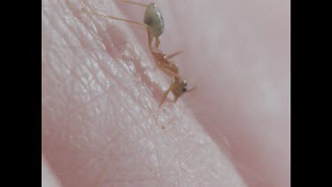 Ant biting person's skin