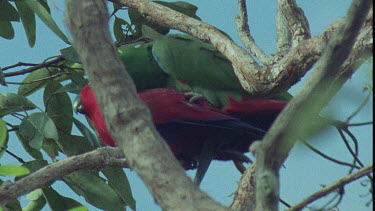 Male Eclectus Parrot and Female Eclectus Parrot mating