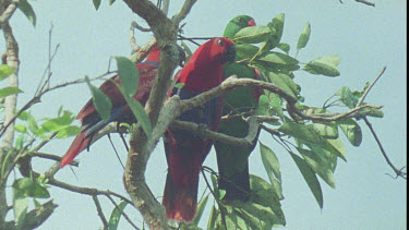 Two Male Eclectus Parrot and Female Eclectus Parrot perched on tree