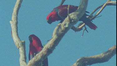 Two Male Eclectus Parrot perched on tree