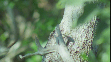 White-streaked honeyeater