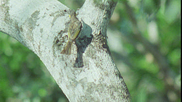 White-streaked honeyeater