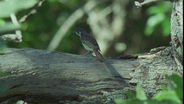 White-streaked honeyeater