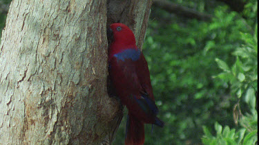 Male Eclectus Parrot at Nesting Hole