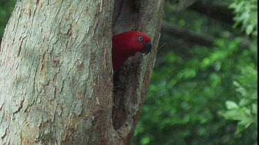 Male Eclectus Parrot at Nesting Hole