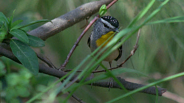 Pardalote