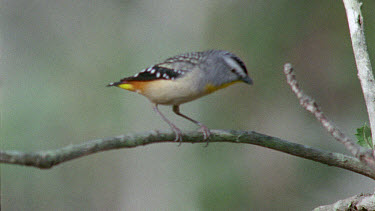 Pardalote