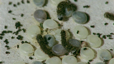 silkworm eggs and silkworm caterpillars