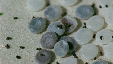 silkworm eggs -some silkworm eggs hatching - one is merging out of egg