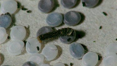 silkworm eggs and silkworm caterpillars