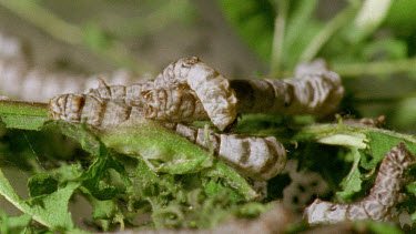 mature silkworm caterpillars eating on leaves