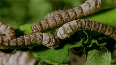 mature silkworm caterpillars eating on leaves