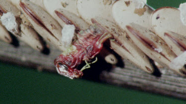 Nymph Katydid hatchling emerging out of egg