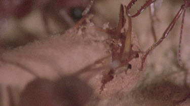 underground nest - bulldog ants - workers opening a cocoon to release a mature adult ant.