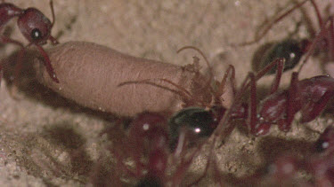 underground nest - bulldog ants - workers opening a cocoon to release a mature adult ant.