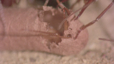 underground nest - bulldog ants - workers opening a cocoon to release a mature adult ant.