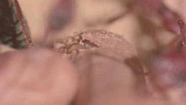 underground nest - bulldog ants - workers opening a cocoon to release a mature adult ant.