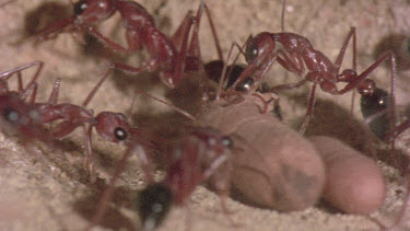 underground nest - bulldog ants - workers opening a cocoon to release a mature adult ant.
