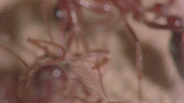 underground nest - bulldog ants - workers opening a cocoon to release a mature adult ant.