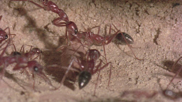 underground nest - bulldog ants - workers opening a cocoon to release a mature adult ant.