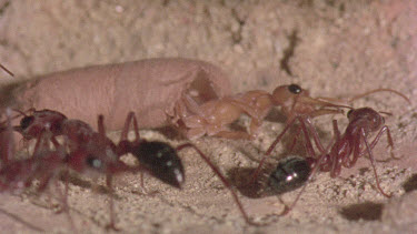 underground nest - bulldog ants - mature adult ant with workers