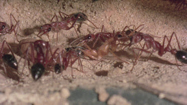 underground nest - bulldog ants - mature adult ant with workers