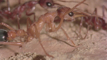 underground nest - bulldog ants - mature adult ant with workers