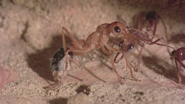 underground nest - bulldog ants - mature adult ant with workers