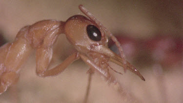 underground nest - bulldog ants - mature adult ant with workers