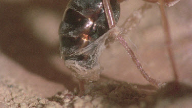 underground nest - bulldog ants - mature adult ant with workers