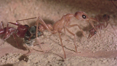 underground nest - bulldog ants - mature adult ant with workers