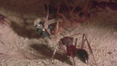 underground nest - bulldog ants - mature adult ant with workers