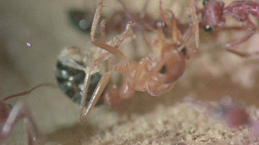 underground nest - bulldog ants - mature adult ant with workers