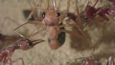 underground nest - bulldog ants - mature adult ant with workers