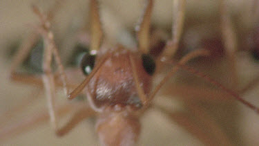 underground nest - bulldog ants - mature adult ant with workers