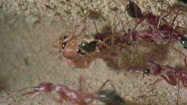 underground nest - bulldog ants - mature adult ant with workers