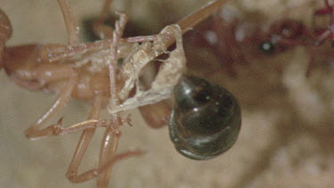 underground nest - bulldog ants - mature adult ant with workers