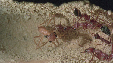 underground nest - bulldog ants - mature adult ant with workers