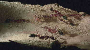 underground nest - bulldog ants - mature adult ant with workers