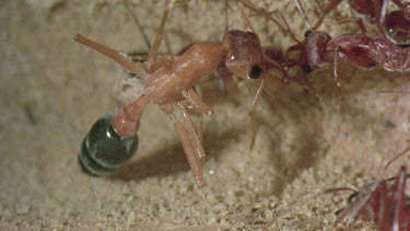 underground nest - bulldog ants - mature adult ant with workers