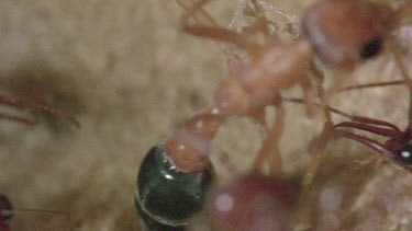 underground nest - bulldog ants - mature adult ant with workers