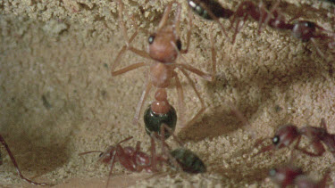 underground nest - bulldog ants - mature adult ant with workers