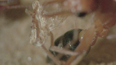underground nest - bulldog ants - mature adult ant with workers